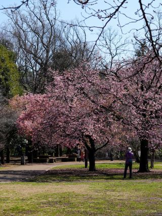 様々な桜たちを西園でお楽しみください