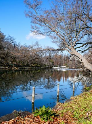ボート池の様子 3月17日