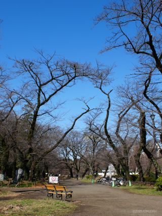桜の広場、こちらもまだつぼみ