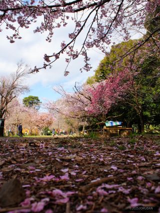 河津桜のふもと、少しずつ落花が始まる