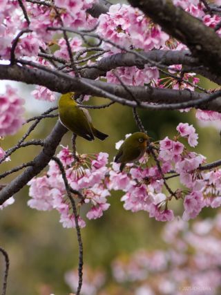 雨上がり雪上がりに野鳥も喜ぶ