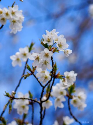 真っ白で新緑が目立つことが特徴、大島桜