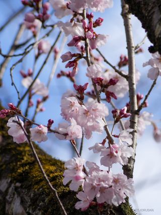 小さな白い桜、小彼岸桜