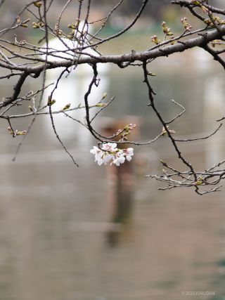 井の頭公園の桜、開花を確認①