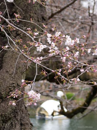 井の頭公園の桜、開花を確認②