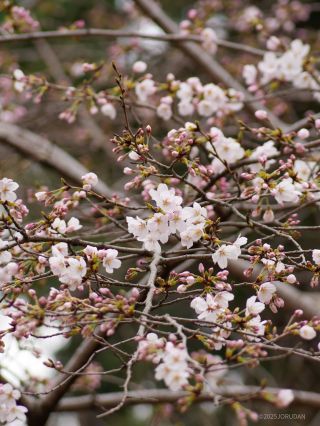 場所によっては開花が進んでいます