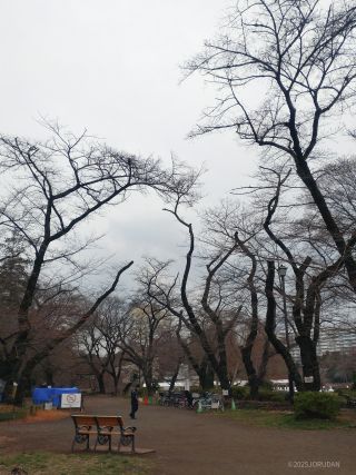遠景ではまだお花見には早い状況です