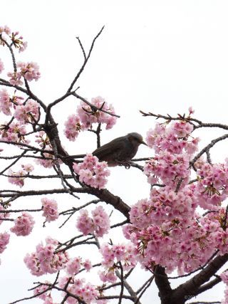 ヒヨドリたちが桜の枝を飛び交っています