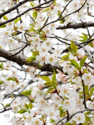 大島桜も満開を迎えています