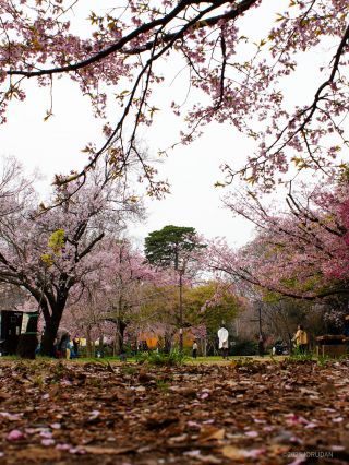 河津桜はそろそろ見納めです