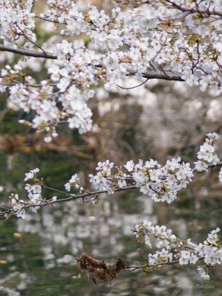 ボート池には真っ白な桜であふれています