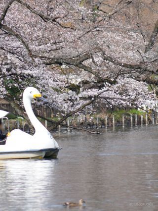 水上から桜をお楽しみいただけます