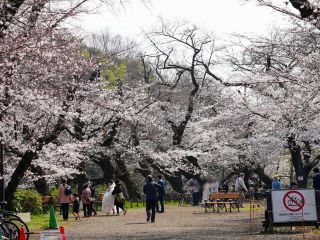 さくら広場でもソメイヨシノが見ごろです