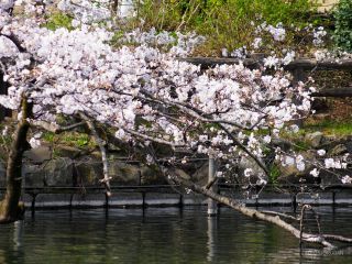 遠景ではまだお花見には早い状況です