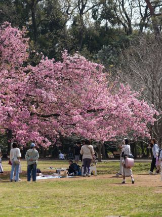 ヒヨドリたちが桜の枝を飛び交っています