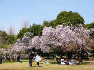 春の景色が広がっています
