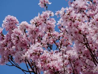 満開の桜をお楽しみましょう