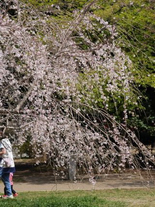 しだれ桜が満開です