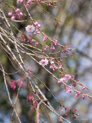 濃紅色のしだれ桜「八重紅枝垂」