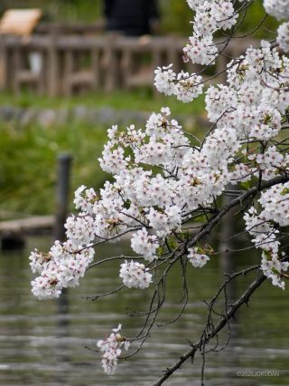 ボート池には真っ白な桜であふれています