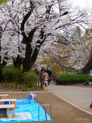 水上から桜をお楽しみいただけます