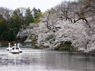 遠景ではまだお花見には早い状況です