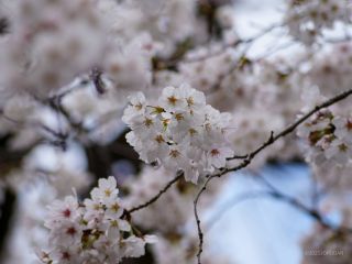 文化交流広場でもソメイヨシノが満開です②