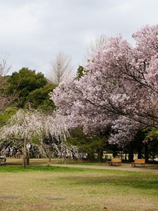 小彼岸桜など多品種の桜をご覧いただけます