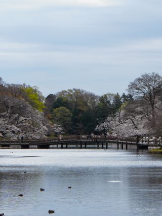 今シーズンの桜をぜひお楽しみください