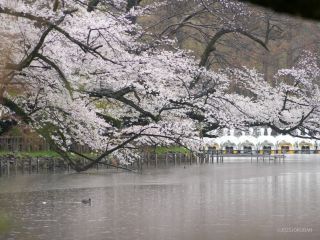 池に流れ込む桜が美しい