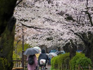 雨模様でもお花見を楽しもう