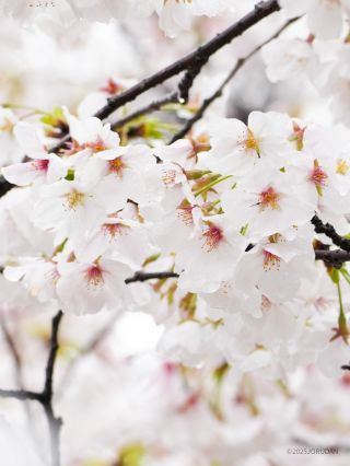雨粒を抱えて花びらが重たそう