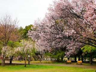 小彼岸桜の見ごろが続いています