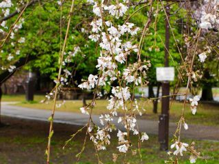 その奥で咲く、しだれ桜の見ごろは終盤