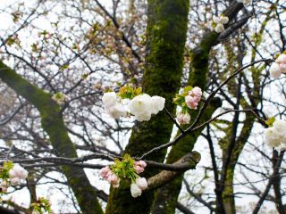 ふわっとしたイメージがかわいらしい八重桜