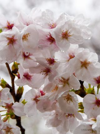 今シーズンの桜をぜひお楽しみください