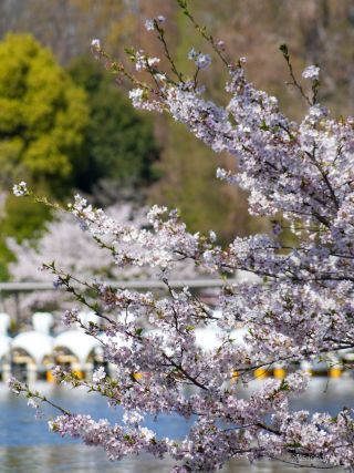 ボート池とソメイヨシノ