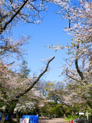 さくら広場では新緑が目立ち始めました