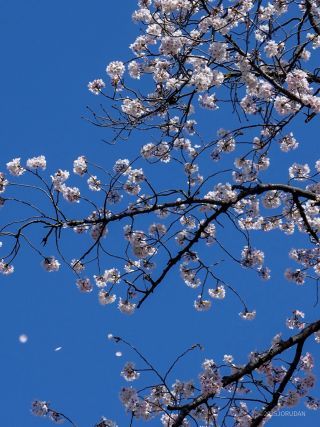 時折花びらが舞う場面も