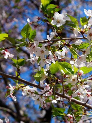 新緑と桜、青空のコントラストを楽しもう
