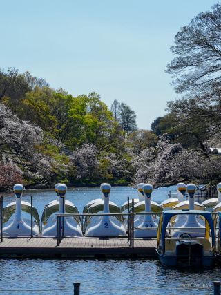 お花見は、お早めに