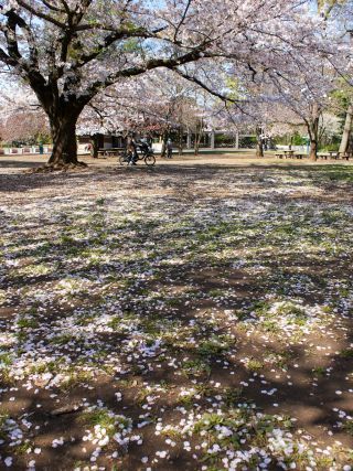 様々な桜が楽しめた文化交流広場の見ごろも終盤です