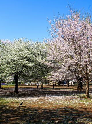 シーズン最後のお花見をぜひ