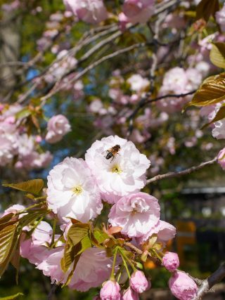 八重桜が見ごろとなっています