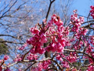 寒緋桜が満開です