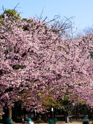 桜の木の下はにぎやかです