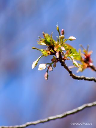 おしべめしべが見える大島桜のつぼみ