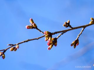 開花秒読み段階！