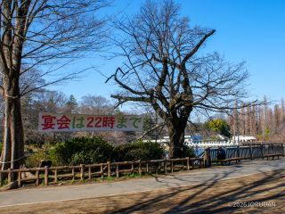 桜まつりの準備が着々と進められています