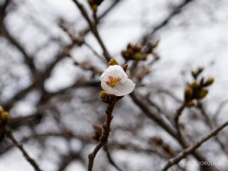 西園・文化交流広場にてソメイヨシノの開花を確認